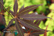 - Acer palmatum 'Burgundy Lace' Japanese Maple - Mr Maple │ Buy Japanese Maple Trees
