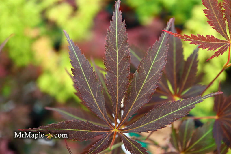 - Acer palmatum 'Burgundy Lace' Japanese Maple - Mr Maple │ Buy Japanese Maple Trees