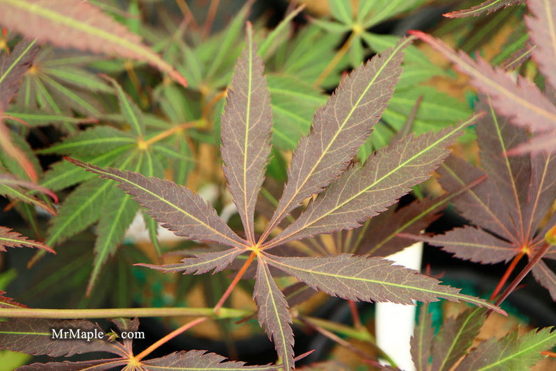 - Acer palmatum 'Burgundy Lace' Japanese Maple - Mr Maple │ Buy Japanese Maple Trees