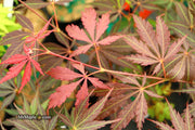 - Acer palmatum 'Burgundy Lace' Japanese Maple - Mr Maple │ Buy Japanese Maple Trees