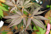 - Acer palmatum 'Burgundy Lace' Japanese Maple - Mr Maple │ Buy Japanese Maple Trees