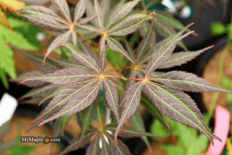 - Acer palmatum 'Burgundy Lace' Japanese Maple - Mr Maple │ Buy Japanese Maple Trees