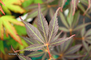 - Acer palmatum 'Burgundy Lace' Japanese Maple - Mr Maple │ Buy Japanese Maple Trees