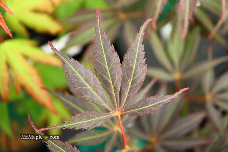 - Acer palmatum 'Burgundy Lace' Japanese Maple - Mr Maple │ Buy Japanese Maple Trees
