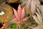- Acer palmatum 'Burgundy Lace' Japanese Maple - Mr Maple │ Buy Japanese Maple Trees