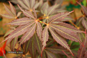 - Acer palmatum 'Burgundy Lace' Japanese Maple - Mr Maple │ Buy Japanese Maple Trees