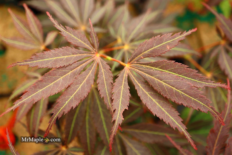 - Acer palmatum 'Burgundy Lace' Japanese Maple - Mr Maple │ Buy Japanese Maple Trees