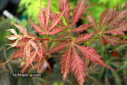 - Acer palmatum 'Burgundy Lace' Japanese Maple - Mr Maple │ Buy Japanese Maple Trees