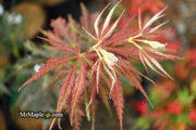 - Acer palmatum 'Burgundy Lace' Japanese Maple - Mr Maple │ Buy Japanese Maple Trees