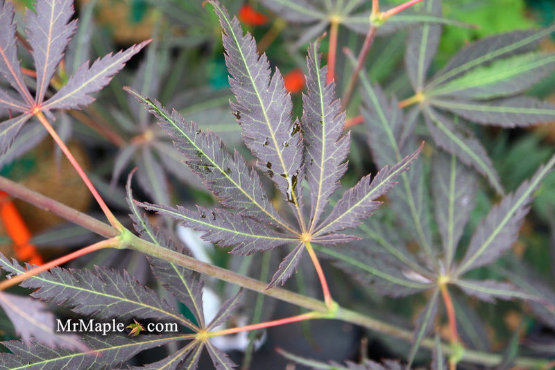 - Acer palmatum 'Burgundy Lace' Japanese Maple - Mr Maple │ Buy Japanese Maple Trees