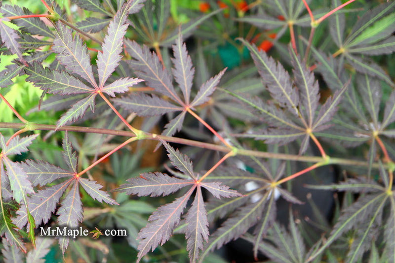 - Acer palmatum 'Burgundy Lace' Japanese Maple - Mr Maple │ Buy Japanese Maple Trees