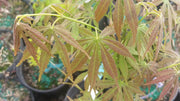 - Acer palmatum 'Burgundy Lime' Japanese Maple - Mr Maple │ Buy Japanese Maple Trees