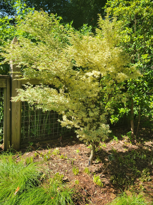 '- Acer palmatum 'Butterfly' Japanese Maple - Mr Maple │ Buy Japanese Maple Trees