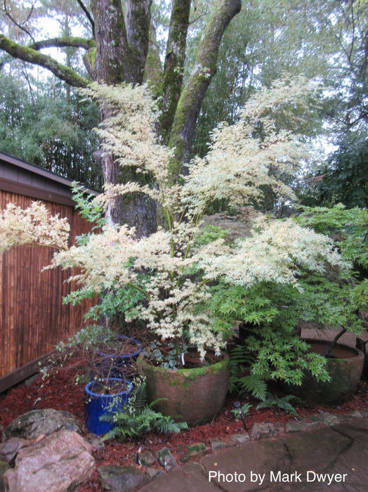 '- Acer palmatum 'Butterfly' Japanese Maple - Mr Maple │ Buy Japanese Maple Trees