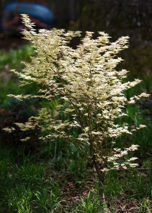 '- Acer palmatum 'Butterfly' Japanese Maple - Mr Maple │ Buy Japanese Maple Trees