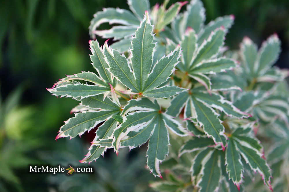 '- Acer palmatum 'Butterfly' Japanese Maple - Mr Maple │ Buy Japanese Maple Trees