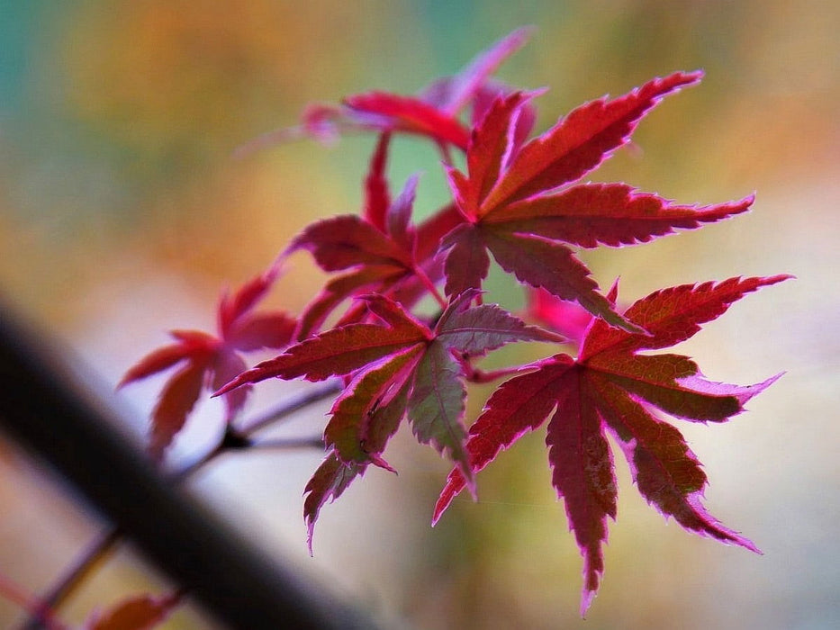 '- Acer palmatum 'Butterfly' Japanese Maple - Mr Maple │ Buy Japanese Maple Trees