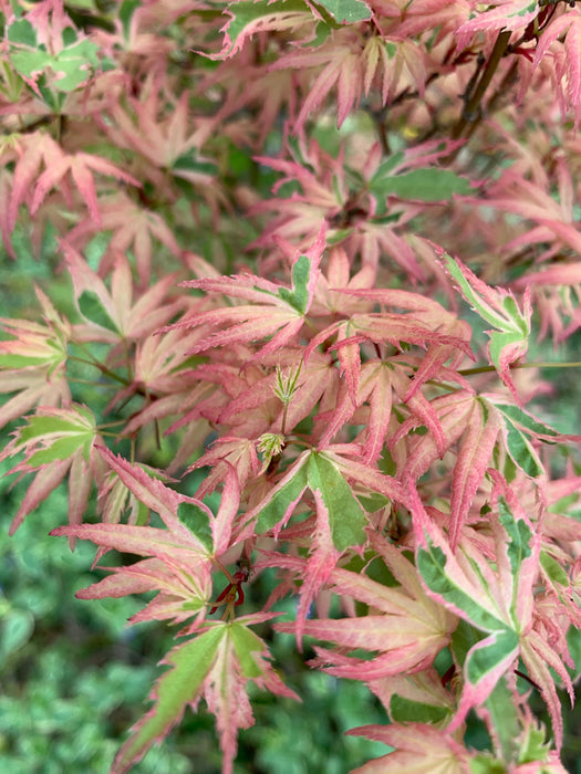 '- Acer palmatum 'Butterfly' Japanese Maple - Mr Maple │ Buy Japanese Maple Trees