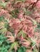 '- Acer palmatum 'Butterfly' Japanese Maple - Mr Maple │ Buy Japanese Maple Trees