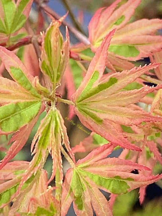 '- Acer palmatum 'Butterfly' Japanese Maple - Mr Maple │ Buy Japanese Maple Trees