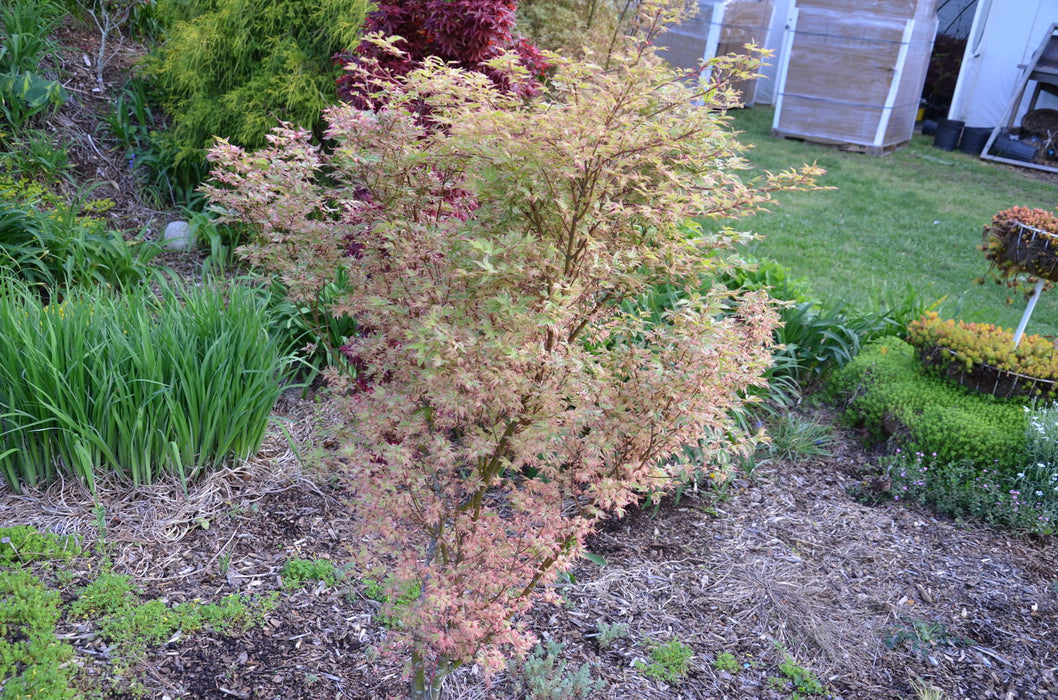 '- Acer palmatum 'Butterfly' Japanese Maple - Mr Maple │ Buy Japanese Maple Trees