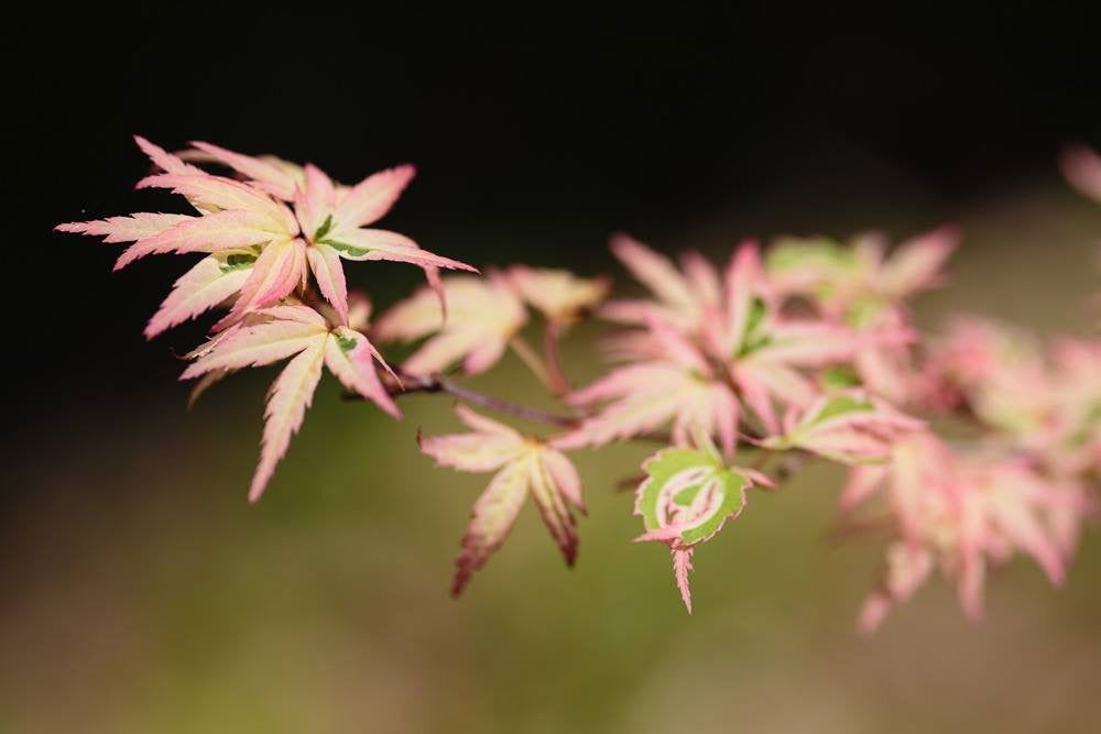 '- Acer palmatum 'Butterfly' Japanese Maple - Mr Maple │ Buy Japanese Maple Trees