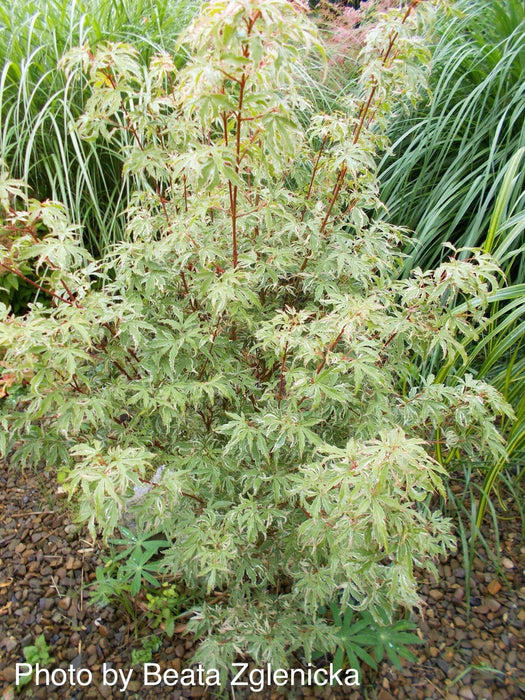 '- Acer palmatum 'Butterfly' Japanese Maple - Mr Maple │ Buy Japanese Maple Trees