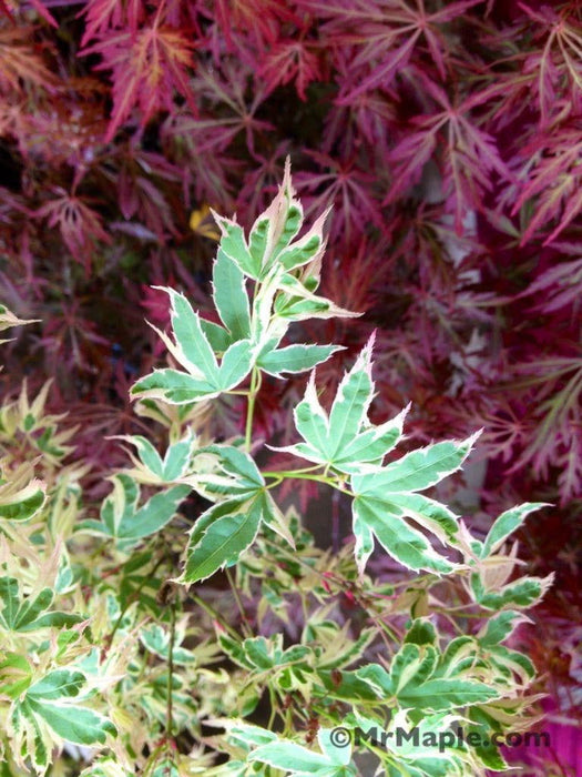 '- Acer palmatum 'Butterfly' Japanese Maple - Mr Maple │ Buy Japanese Maple Trees