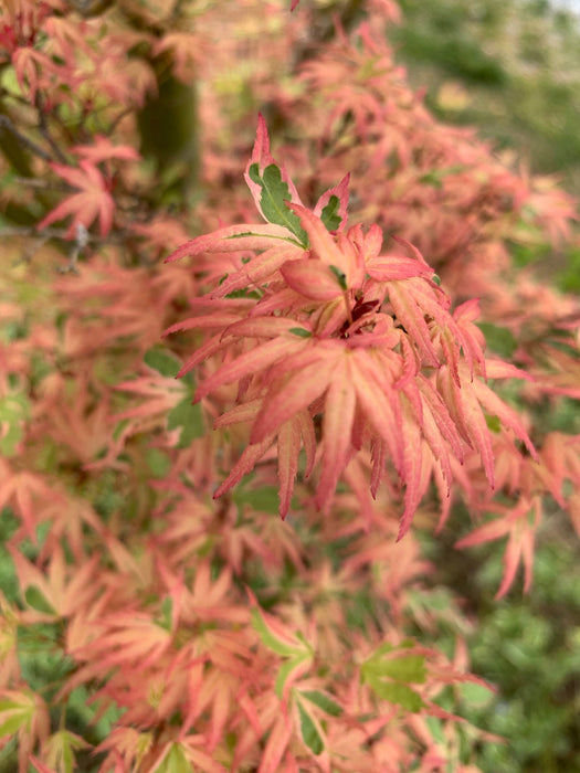 '- Acer palmatum 'Butterfly' Japanese Maple - Mr Maple │ Buy Japanese Maple Trees