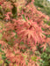 '- Acer palmatum 'Butterfly' Japanese Maple - Mr Maple │ Buy Japanese Maple Trees