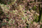 - Acer palmatum 'Butterfly' Japanese Maple - Mr Maple │ Buy Japanese Maple Trees