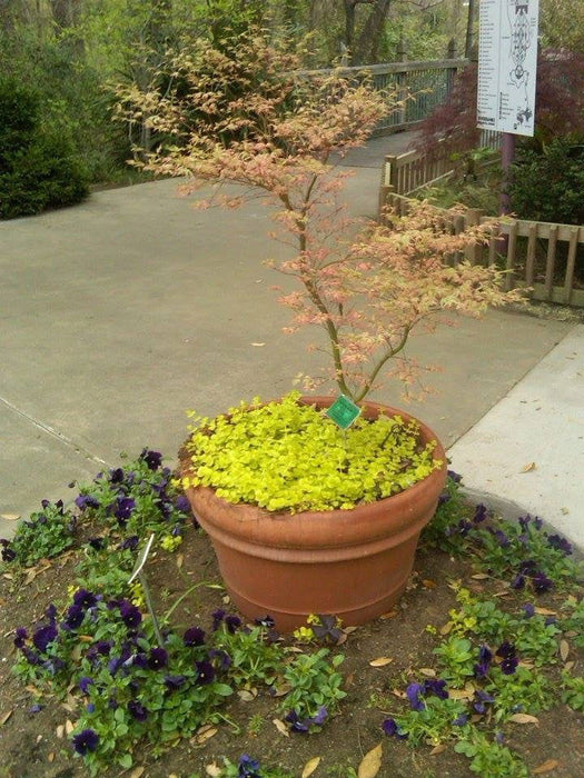 '- Acer palmatum 'Butterfly' Japanese Maple - Mr Maple │ Buy Japanese Maple Trees