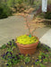 '- Acer palmatum 'Butterfly' Japanese Maple - Mr Maple │ Buy Japanese Maple Trees