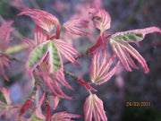 - Acer palmatum 'Butterfly' Japanese Maple - Mr Maple │ Buy Japanese Maple Trees
