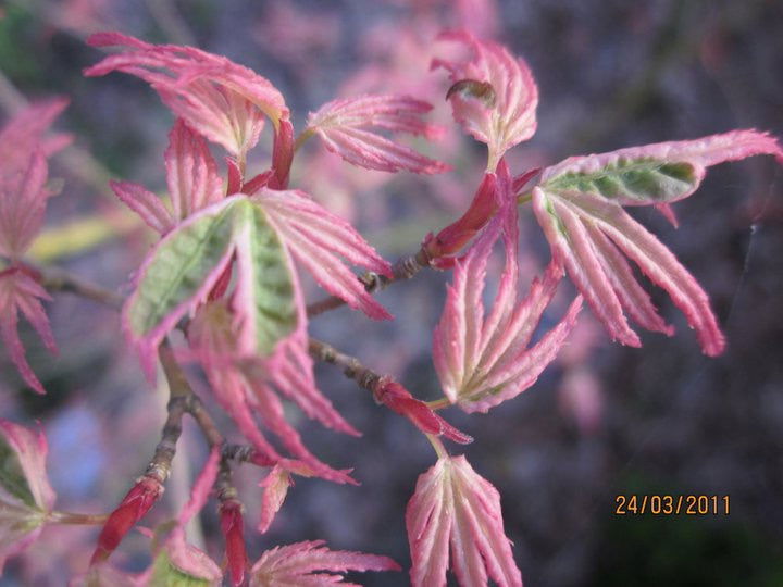 '- Acer palmatum 'Butterfly' Japanese Maple - Mr Maple │ Buy Japanese Maple Trees