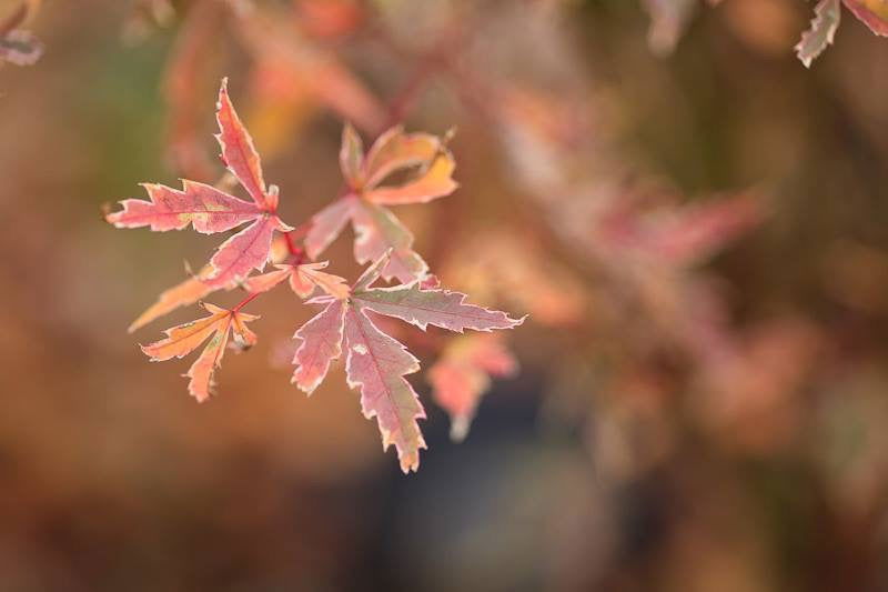 '- Acer palmatum 'Butterfly' Japanese Maple - Mr Maple │ Buy Japanese Maple Trees