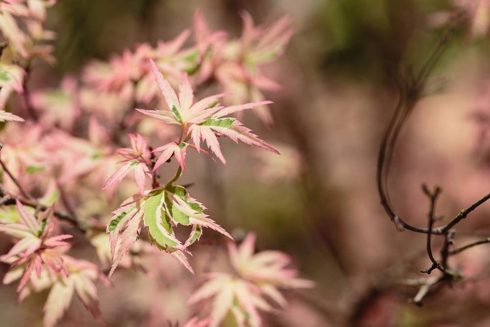 '- Acer palmatum 'Butterfly' Japanese Maple - Mr Maple │ Buy Japanese Maple Trees