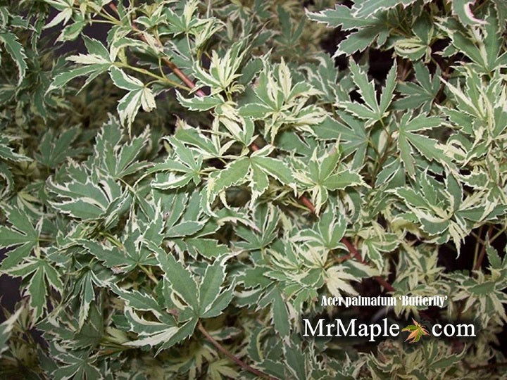 '- Acer palmatum 'Butterfly' Japanese Maple - Mr Maple │ Buy Japanese Maple Trees