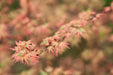 '- Acer palmatum 'Butterfly' Japanese Maple - Mr Maple │ Buy Japanese Maple Trees