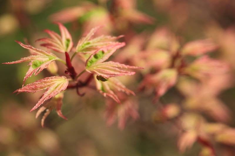 '- Acer palmatum 'Butterfly' Japanese Maple - Mr Maple │ Buy Japanese Maple Trees