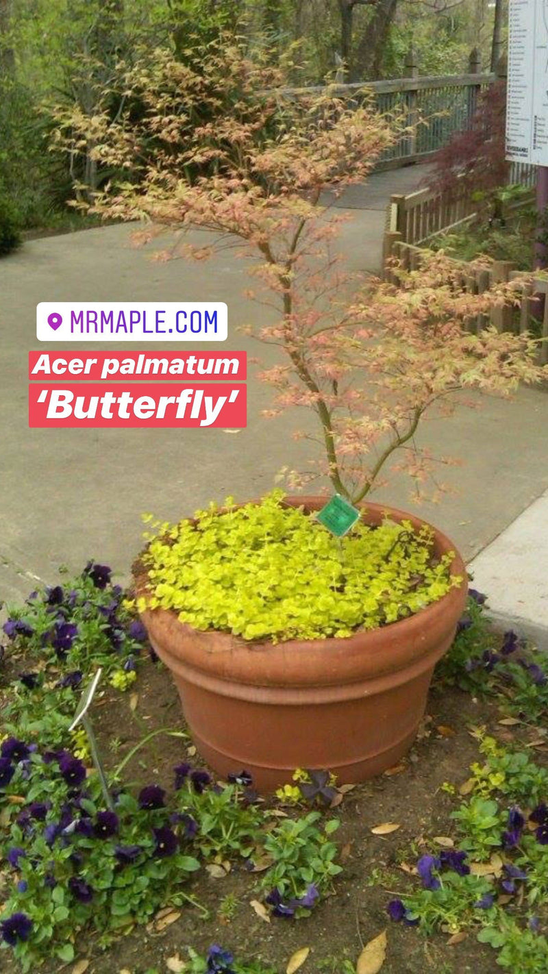 - Acer palmatum 'Butterfly' Japanese Maple - Mr Maple │ Buy Japanese Maple Trees