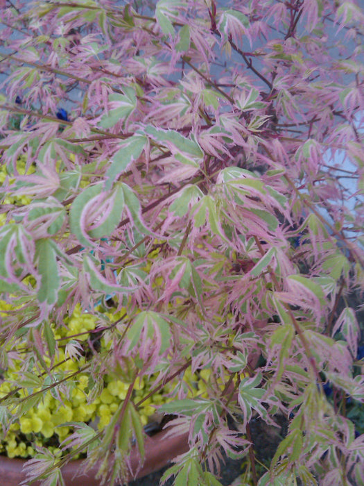 '- Acer palmatum 'Butterfly' Japanese Maple - Mr Maple │ Buy Japanese Maple Trees