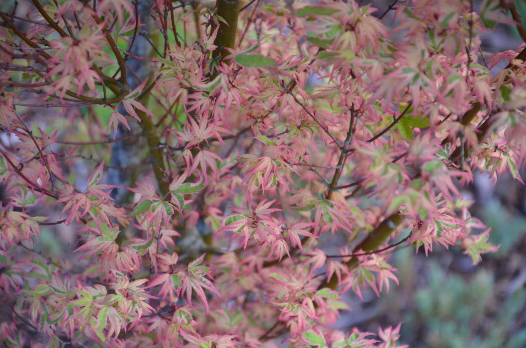 '- Acer palmatum 'Butterfly' Japanese Maple - Mr Maple │ Buy Japanese Maple Trees