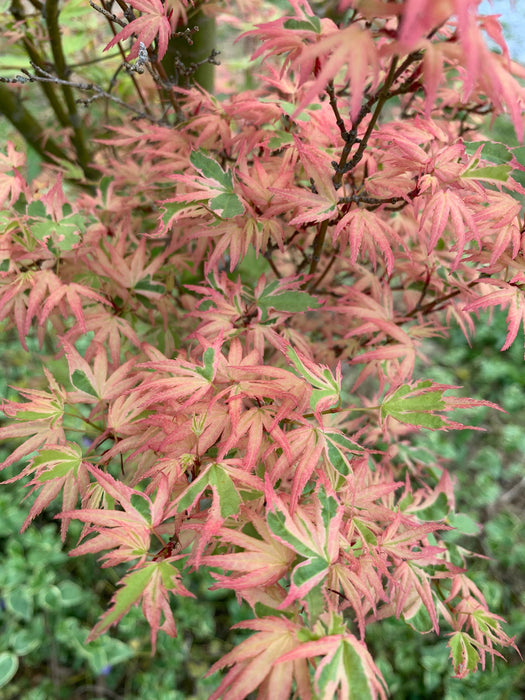 '- Acer palmatum 'Butterfly' Japanese Maple - Mr Maple │ Buy Japanese Maple Trees