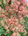 '- Acer palmatum 'Butterfly' Japanese Maple - Mr Maple │ Buy Japanese Maple Trees