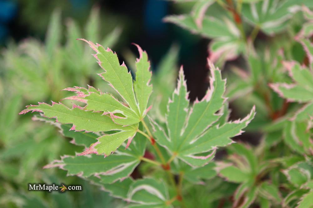 '- Acer palmatum 'Butterfly' Japanese Maple - Mr Maple │ Buy Japanese Maple Trees