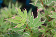 '- Acer palmatum 'Butterfly' Japanese Maple - Mr Maple │ Buy Japanese Maple Trees