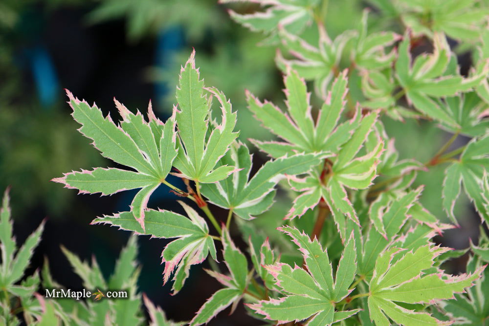 '- Acer palmatum 'Butterfly' Japanese Maple - Mr Maple │ Buy Japanese Maple Trees