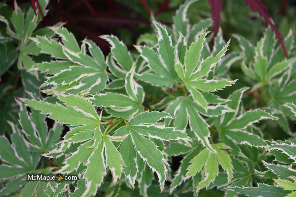 '- Acer palmatum 'Butterfly' Japanese Maple - Mr Maple │ Buy Japanese Maple Trees