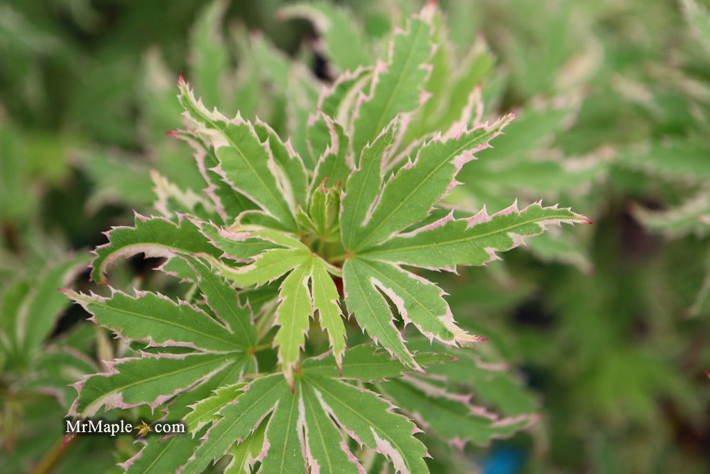 '- Acer palmatum 'Butterfly' Japanese Maple - Mr Maple │ Buy Japanese Maple Trees